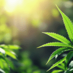 gros plan d'une plante verte avec le soleil en arrière-plan