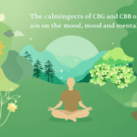 une personne assise en position de lotus au milieu d'une forêt