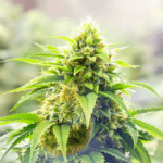 gros plan d'un plant de marijuana sur un fond flou