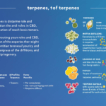 un fond bleu avec un diagramme des différents types de cbd