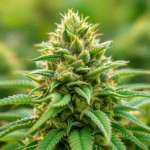 gros plan d'une plante verte avec beaucoup de feuilles