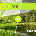 une image d'une forêt et d'une rivière avec cbd vs xanax