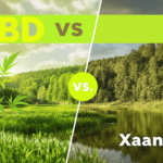 une image d'une forêt et d'une rivière avec cbd vs xanax