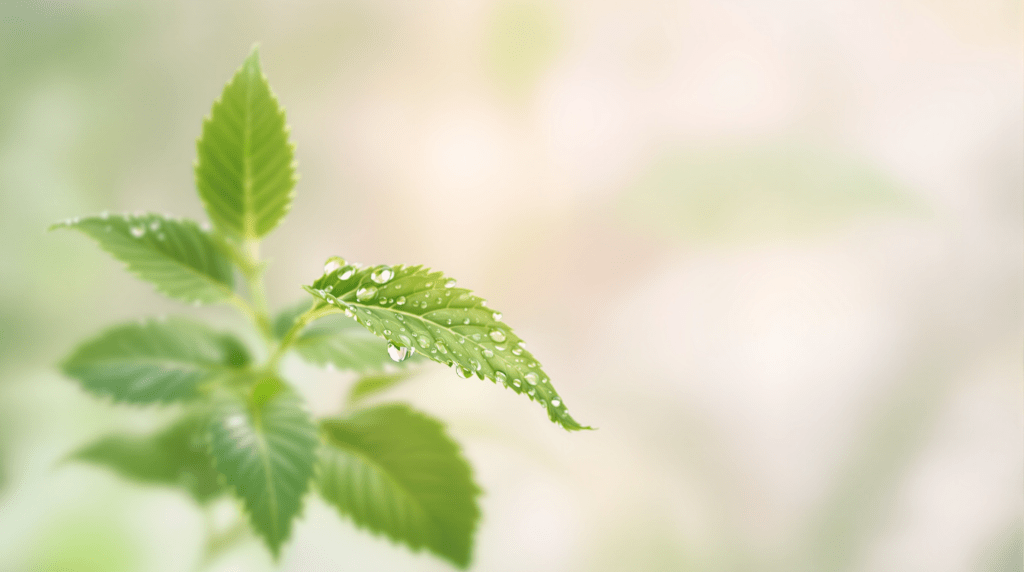 une feuille verte avec des gouttes d'eau dessus