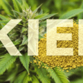 gros plan d'un plant de marijuana avec le mot « kief » devant