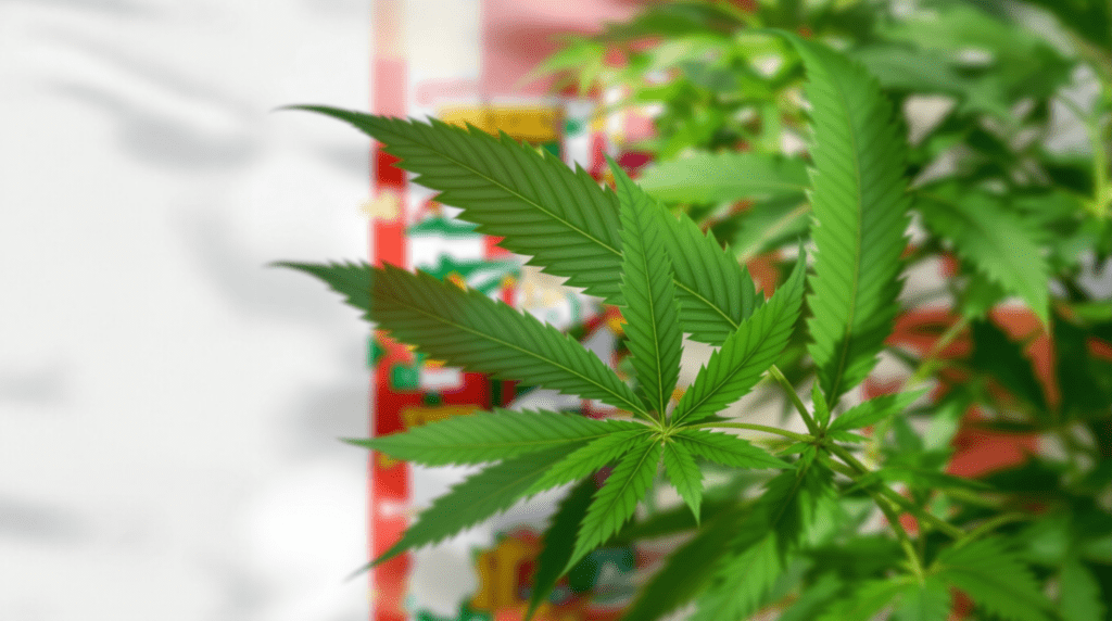 gros plan d'une feuille verte sur une plante