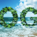 OG signification cannabis : Ocean Grown ou Original Gangster ?