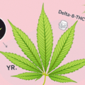 Delta-8-THC expliqué : Effets et légalité de ce cannabinoïde